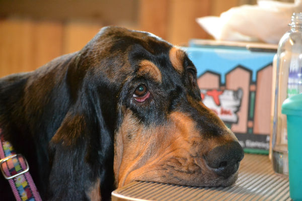 Bloodhound sad eyes