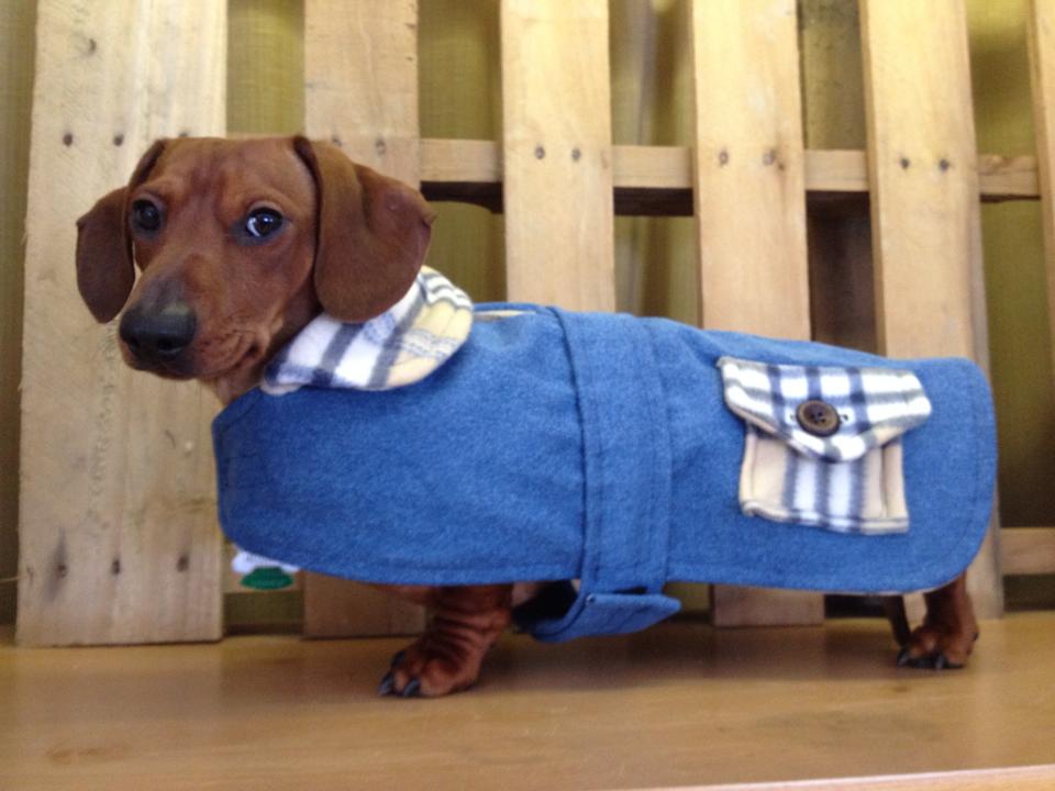 savvy dachshund