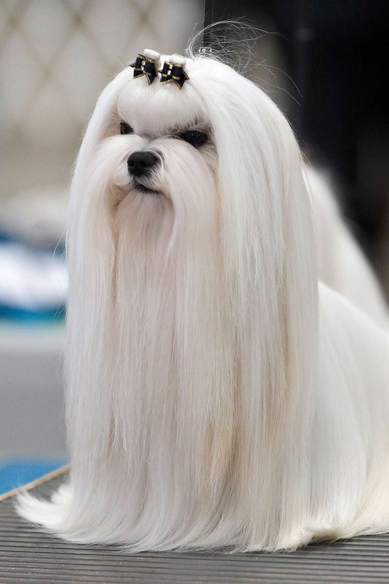 what kind of hair do maltese have?