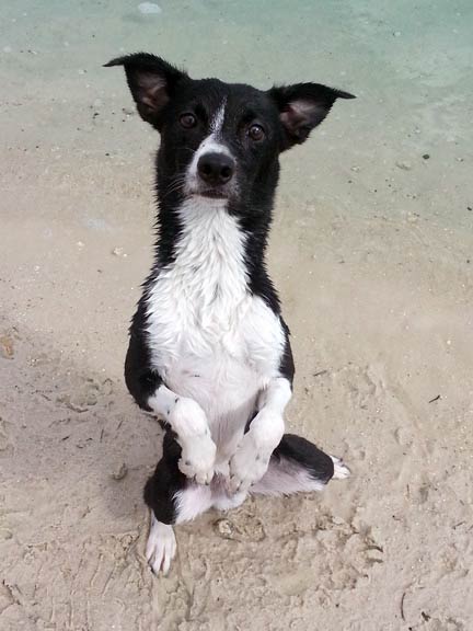 why do dogs sit up on hind legs