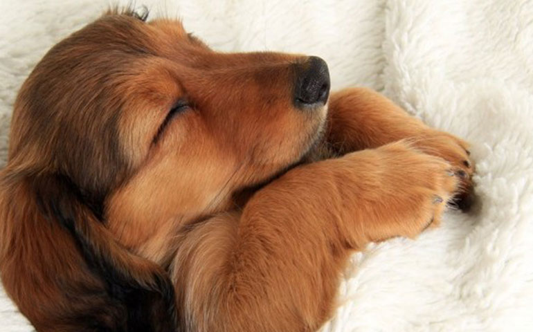 Do Dogs Dream? – American Kennel Club