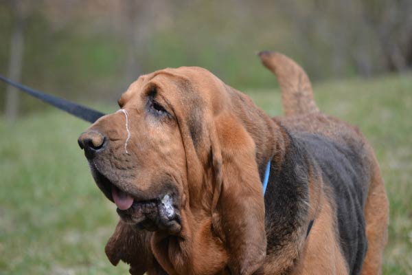 Bloodhound slobber