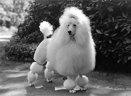 White 2024 big poodle