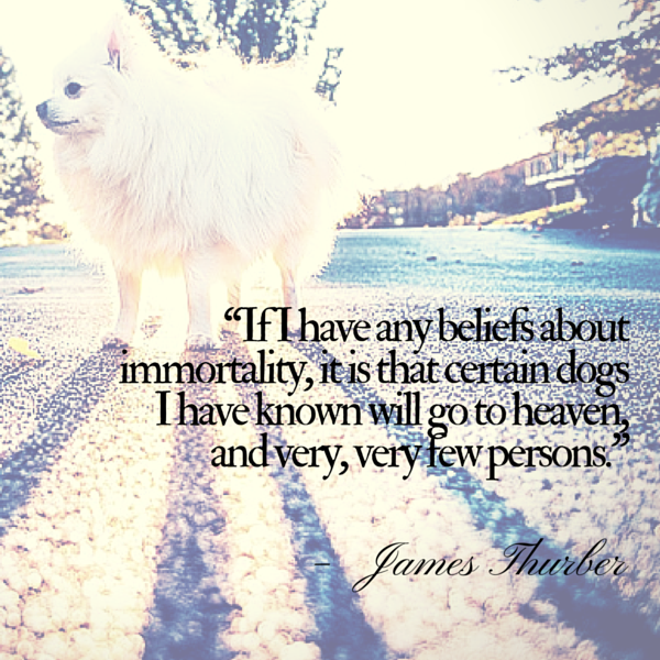 dogs in heaven quotes