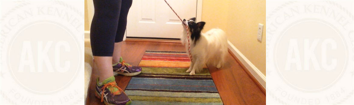 tug leashes for dogs