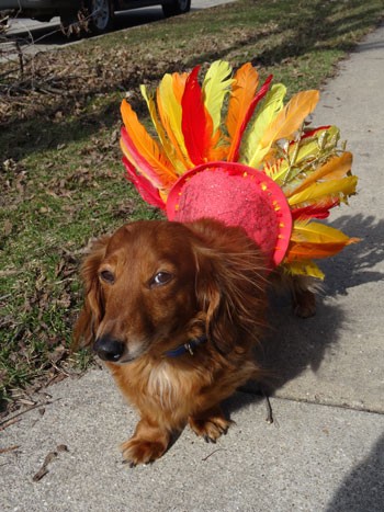 Oscar as a turkey