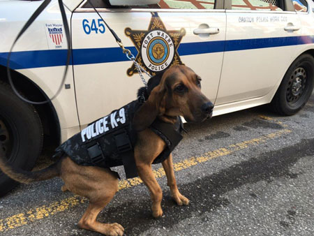 Bella, one of ten dogs to receive vests at the Fort Wayne Police Department