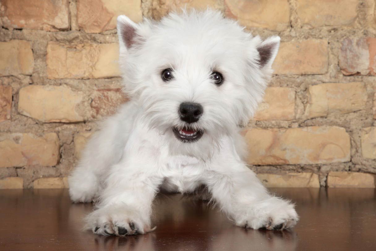 Westie store puppies playing