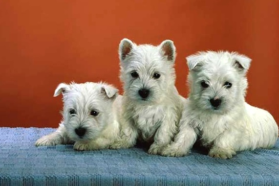 westie puppies