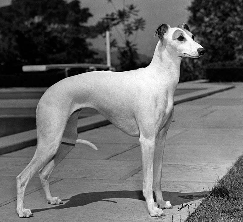 whippet 1