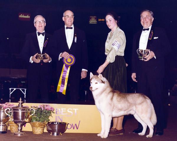 Siberian husky best sale show dog