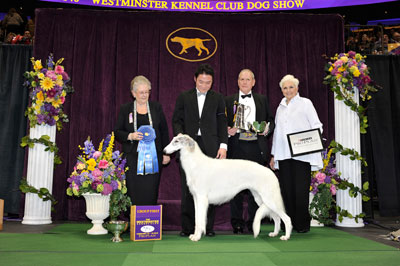 borzoi hound wkc 2016