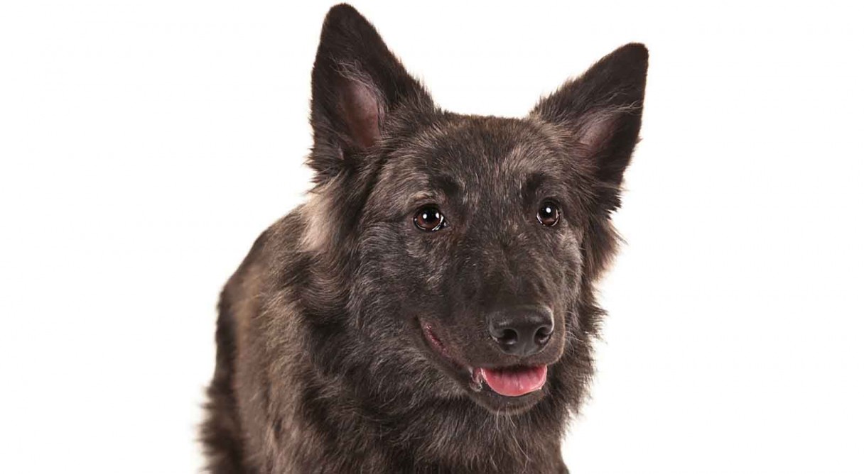 Dutch Shepherd Dog Breed Information - American Kennel Club