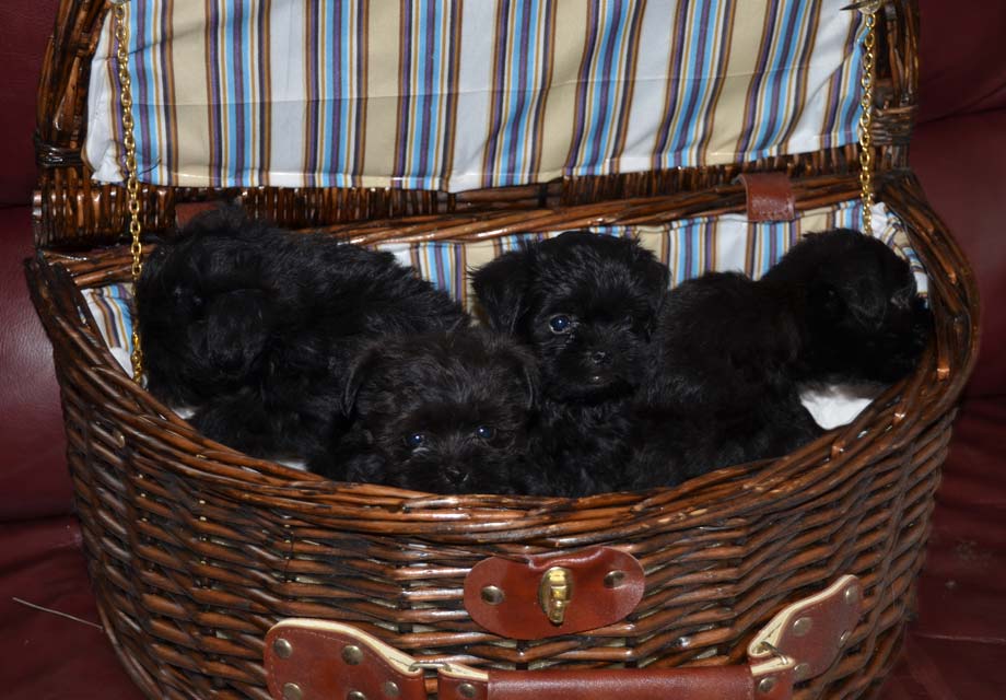 Affenpinscher Puppies For Sale AKC PuppyFinder