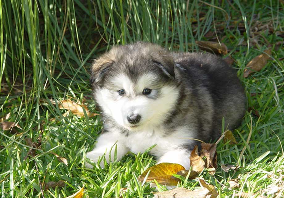 Alaskan Malamute Puppies For Sale - AKC PuppyFinder