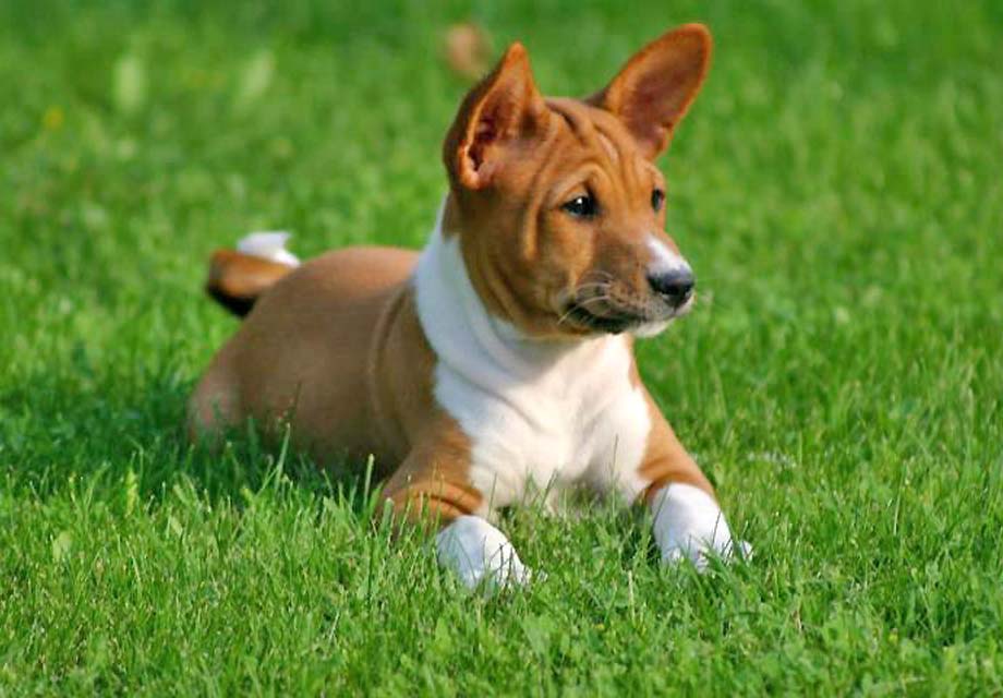 55+ Tricolor Basenji Puppies For Sale