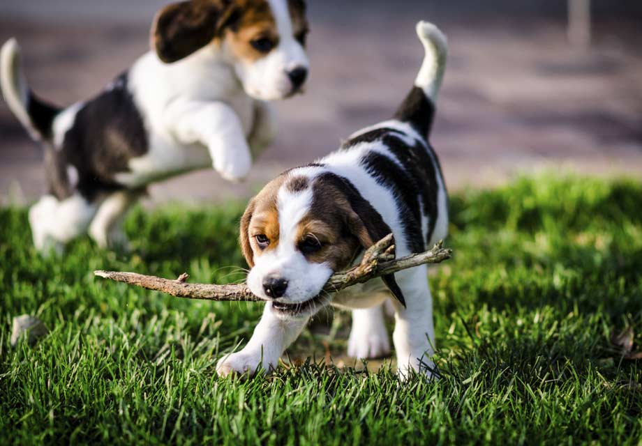 Beagles Puppies