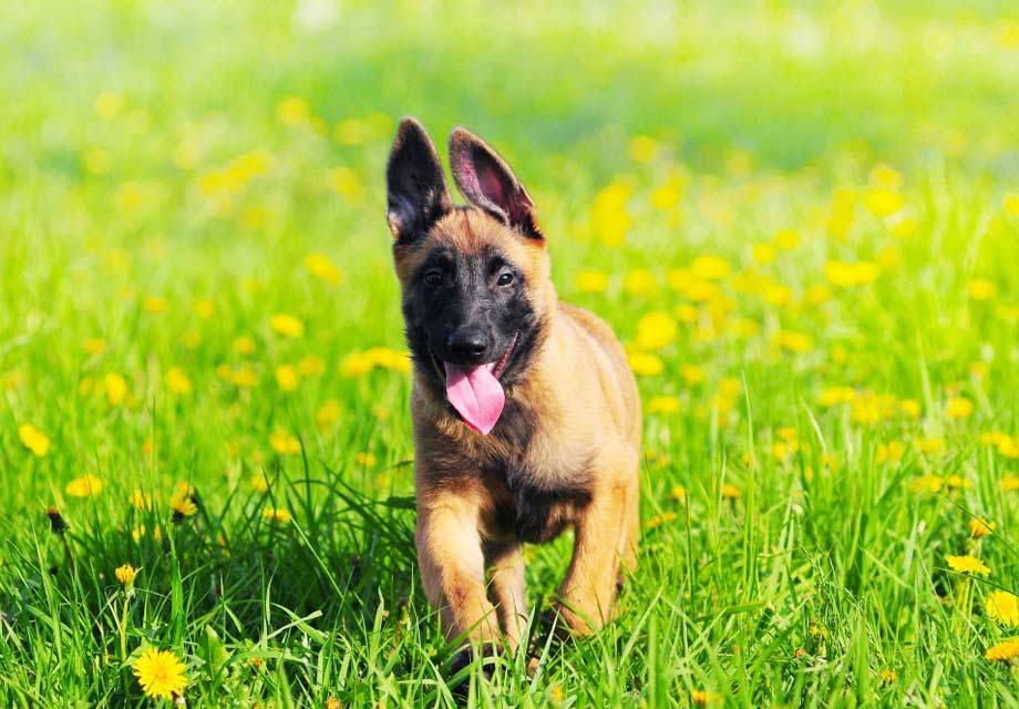 how much is a belgian malinois puppy