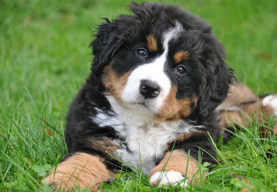 Bernese Mountain Dog Puppies For Sale