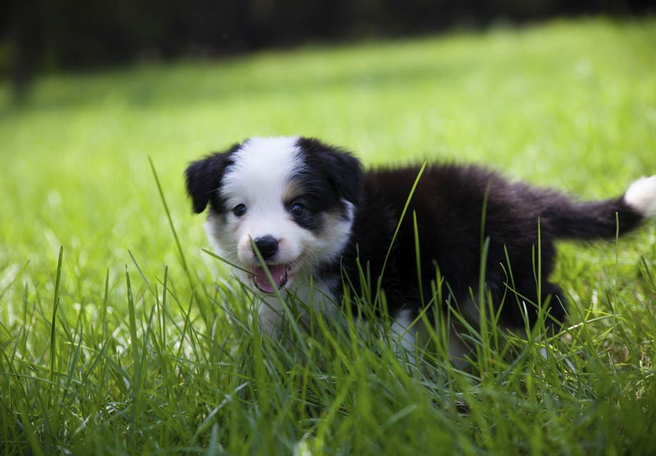 Border Collie Preço