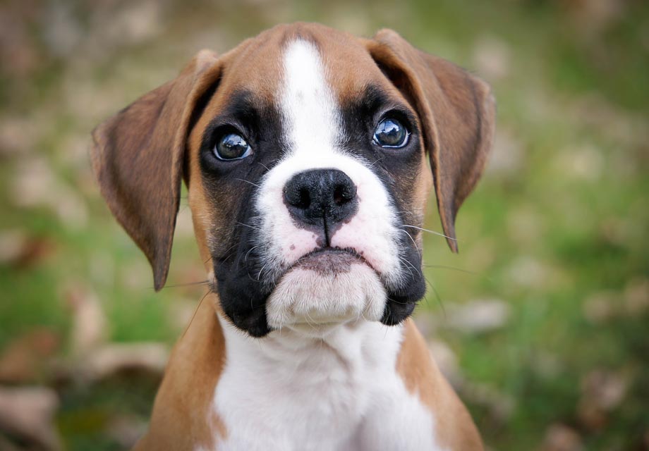 american boxer white