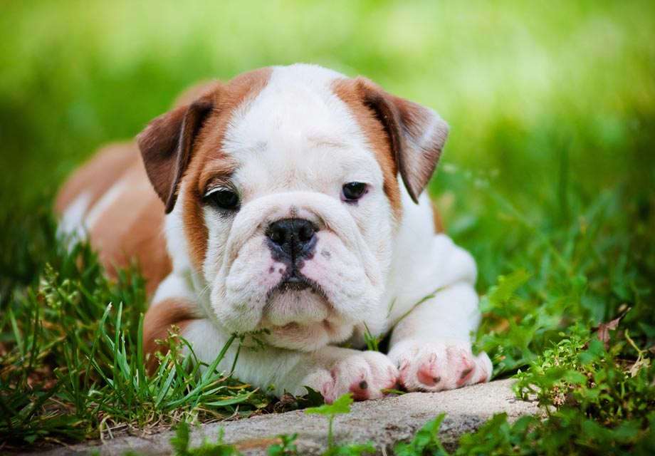 bulldog puppies for sale