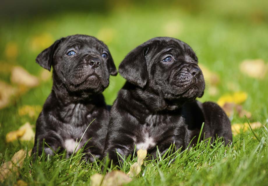 Cane corso blue 2024 eyes for sale