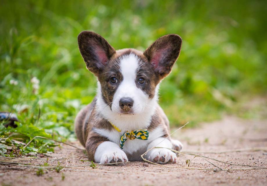 Mini Welsh Corgi Puppies