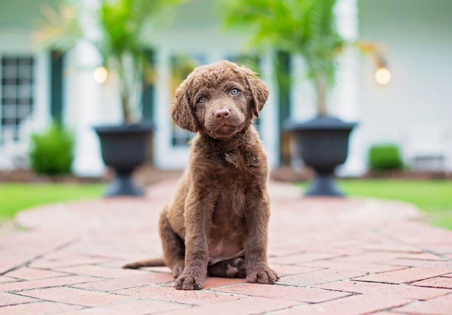 chesapeake bay retriever plush