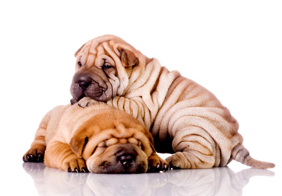 Chinese Shar Pei Shar Pei Puppies For Sale