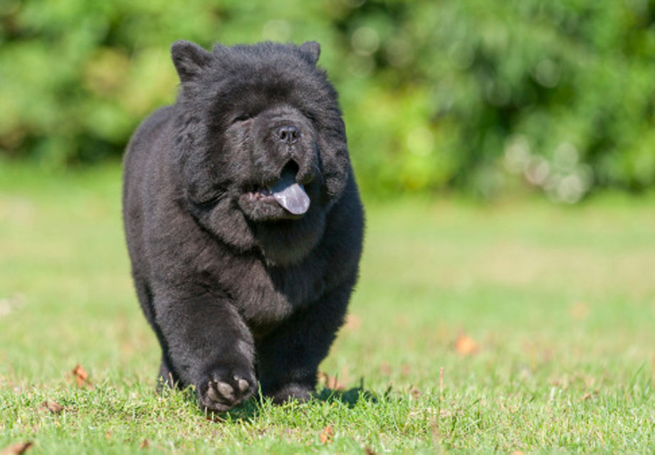 purebred chow chow puppies