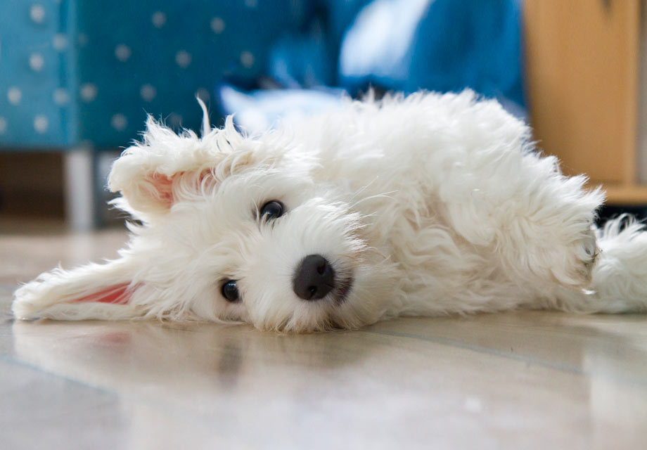 Coton De Tulear Puppies For Sale - AKC PuppyFinder