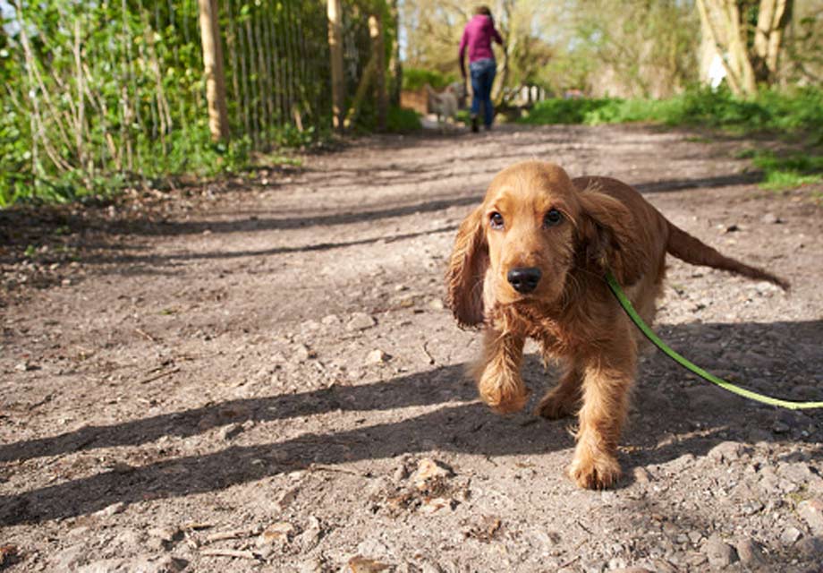 English Cocker Spaniel Puppy Weight Chart