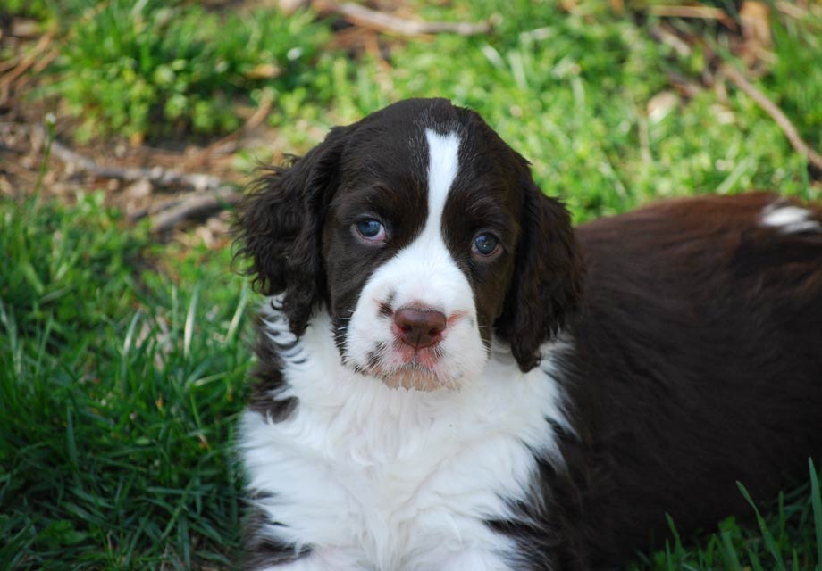 springer spaniel teddy bear