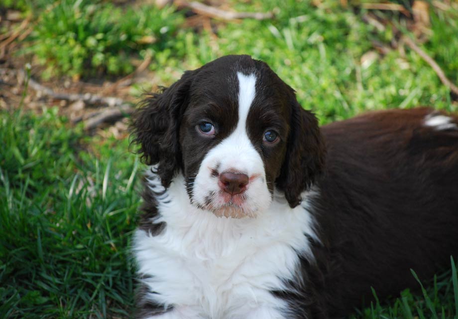 English Springer Spaniel Puppies For Sale AKC PuppyFinder