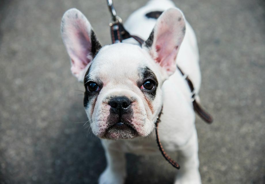 french bulldog breeders