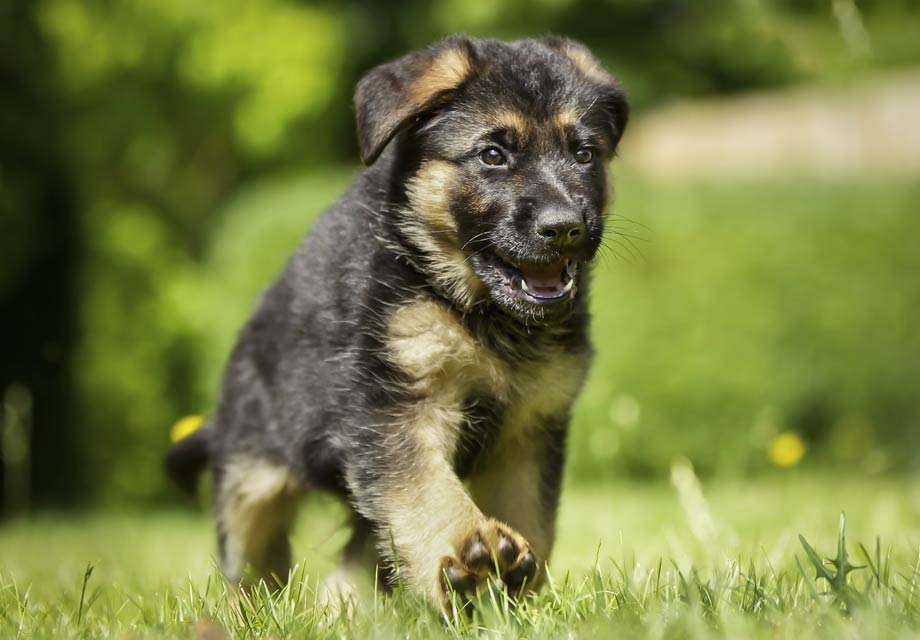 German shepherd long outlet hair puppies for sale