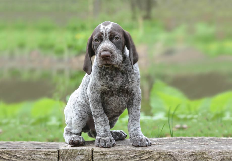 german shorthaired pointer puppies