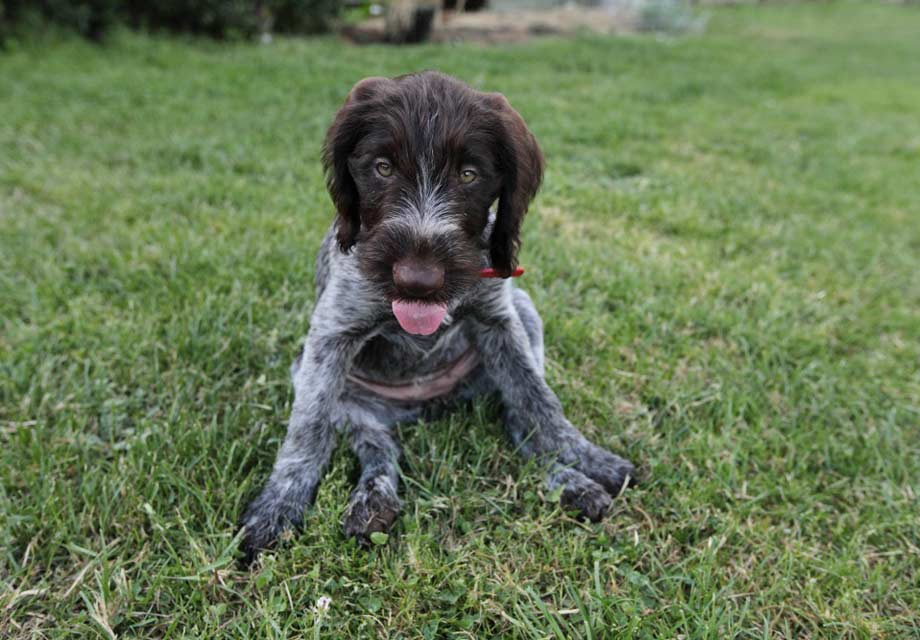 Wirehaired German Pointer Puppies For Sale