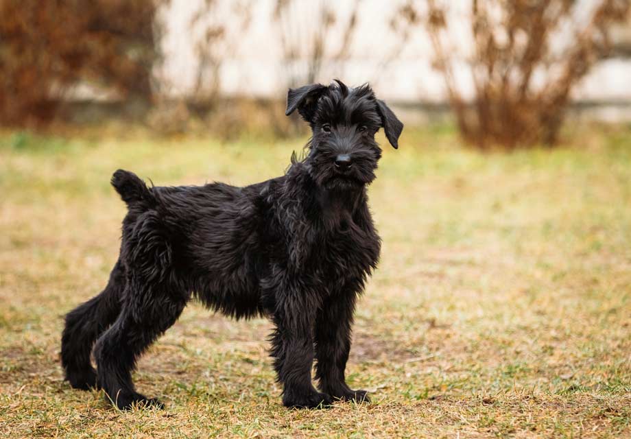 Working giant hot sale schnauzer breeders