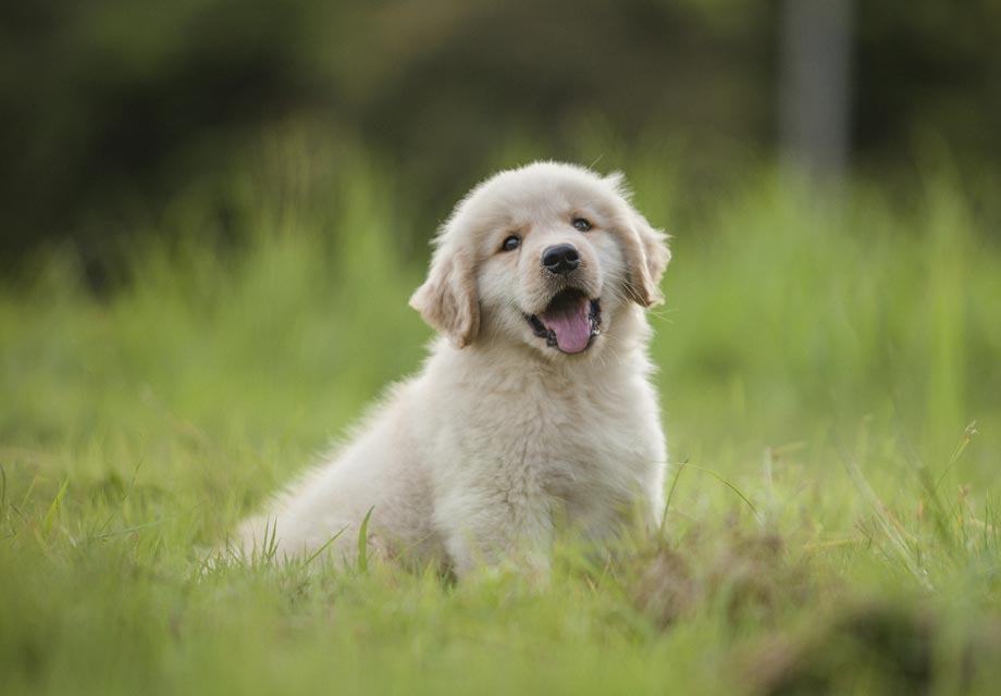 golden retriever farms near me