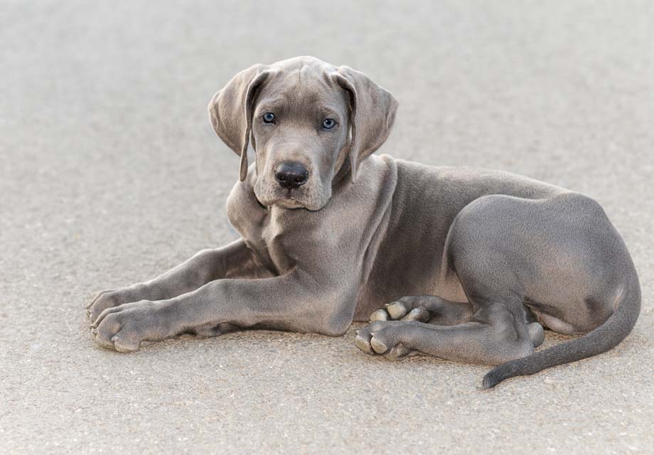 45+ Great Dane Puppies For Sale