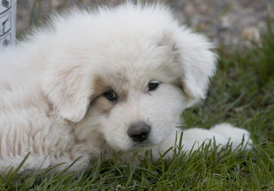 great pyrenees breeders near me