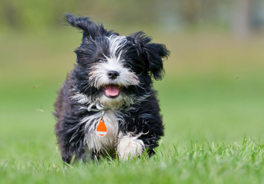 how much do havanese puppies sell for