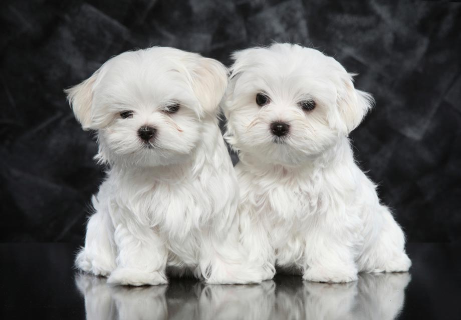 Maltese Puppies For Sale AKC PuppyFinder