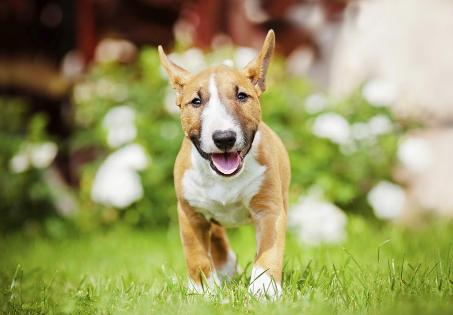 Miniature Bull Terrier Puppies For Sale AKC PuppyFinder