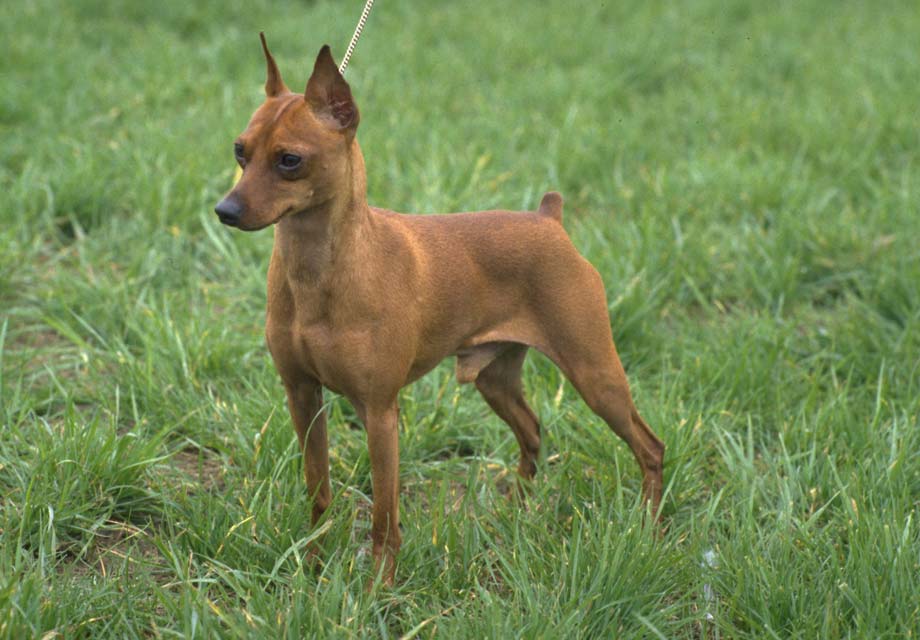 23+ Doberman Pinscher Miniatura