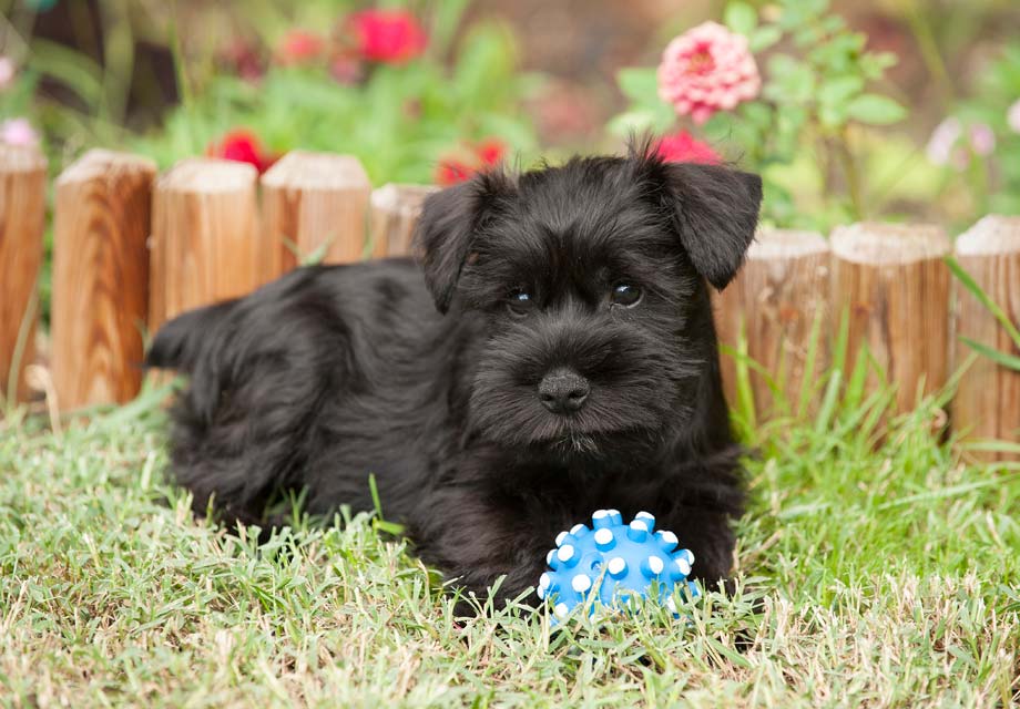 Miniature Schnauzer SERP 