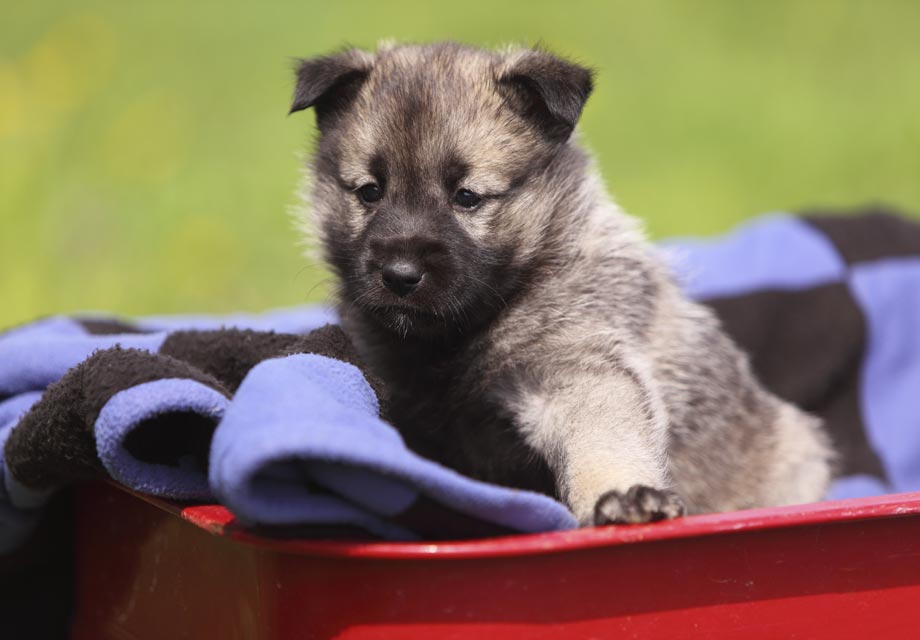 norwegian puppy