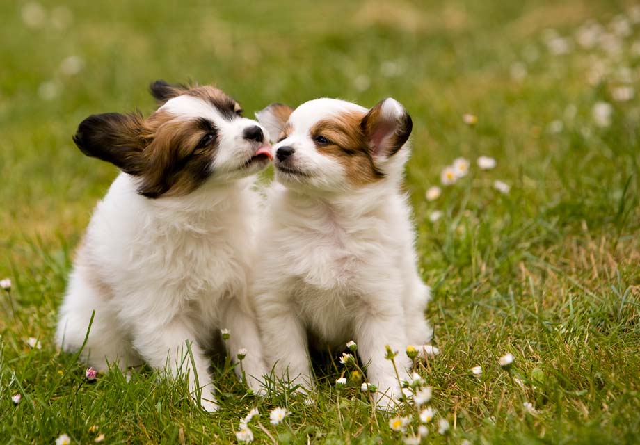 Papillon Dog Puppies